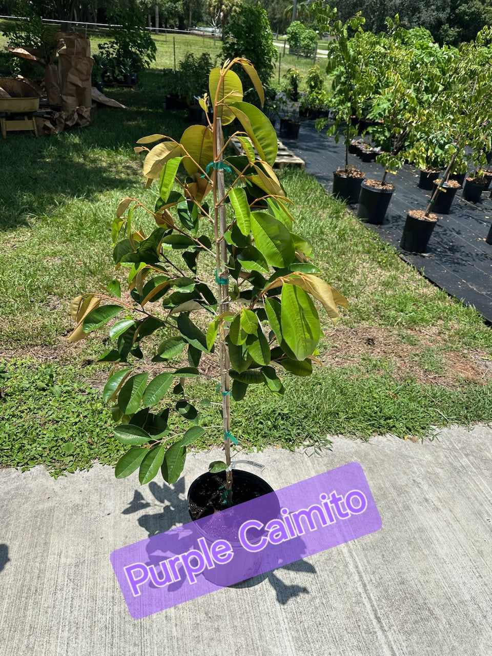 Caimito - Purple (Star Apple)
