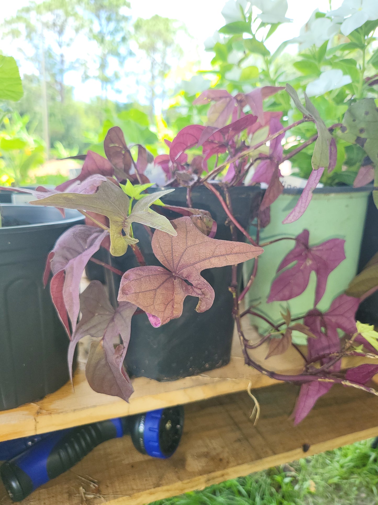 Blackie Sweet Potato Vine